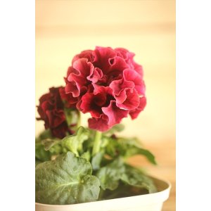 画像: フリンジ咲きパンジー 『ローブ・ドゥ・アントワネット』 ★１点もの ver.７３★ 