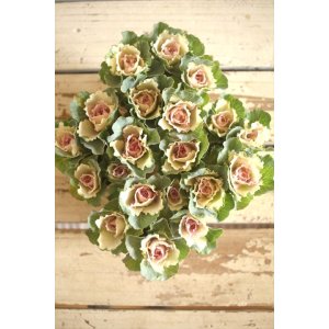 画像: ハボタンセッション（５芽立ち）『ベイビーチュール』 