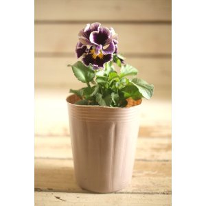 画像: 【1点もの】2025NEW!! МFFさんオリジナル!! フリルパンジーモアナ『レモーナ』 ★ver.12★