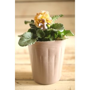 画像: 【1点もの】2025NEW!! МFFさんオリジナル!! フリルパンジーモアナ『レモーナ』 ★ver.14★