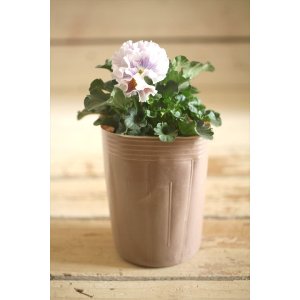 画像: 【1点もの】2025NEW!! МFFさんオリジナル!! フリルパンジーモアナ『レモーナ』 ★ver.3★