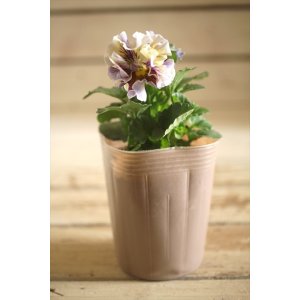 画像: 【1点もの】2025NEW!! МFFさんオリジナル!! フリルパンジーモアナ『レモーナ』 ★ver.5★