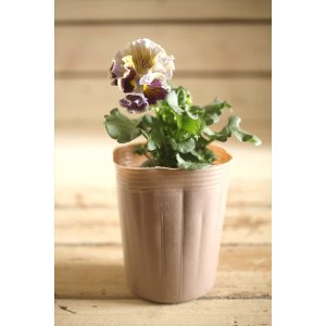 画像: 【1点もの】2025NEW!! МFFさんオリジナル!! フリルパンジーモアナ『レモーナ』 ★ver.11★