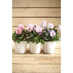 画像: 【3株セット 1点もの】花日和さんオリジナル! フリルパンジー『シエルブリエ』