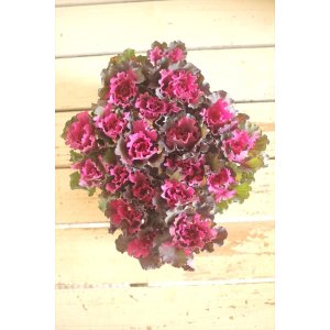 画像: ハボタンセッション（５芽立ち）『ファルダノエル』 