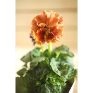 画像: フリンジ咲きパンジーローヴドゥアントワネット『ロココ』 ★１点もの ver.４５★