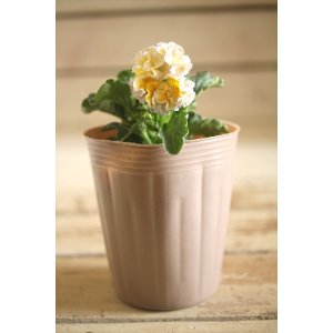 画像: 【1点もの】2025NEW!! МFFさんオリジナル!! フリルパンジーモアナ『レモーナ』 ★ver.6★