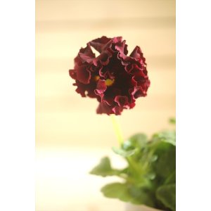 画像: フリンジ咲きパンジーローヴドゥアントワネット『ロココ』 ★1点もの ver.65★