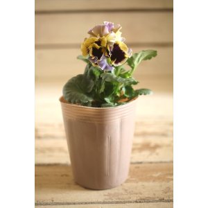 画像: 【1点もの】2025NEW!! МFFさんオリジナル!! フリルパンジーモアナ『レモーナ』 ★ver.1★