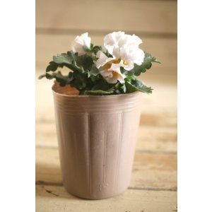 画像: 【1点もの】2025NEW!! МFFさんオリジナル!! フリルパンジーモアナ『レモーナ』 ★ver.9★