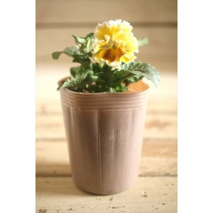 画像: 【1点もの】2025NEW!! МFFさんオリジナル!! フリルパンジーモアナ『レモーナ』 ★ver.10★