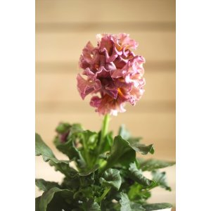 画像: フリンジ咲きパンジーローヴドゥアントワネット『ロココ』 ★1点もの ver.63★