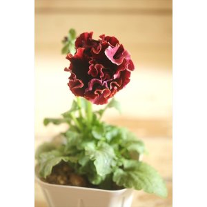 画像: フリンジ咲きパンジー 『ローブ・ドゥ・アントワネット』 ★1点もの ver.39★