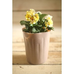 画像: 【1点もの】2025NEW!! МFFさんオリジナル!! フリルパンジーモアナ『レモーナ』 ★ver.13★