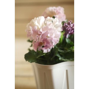 画像: フリンジ咲きパンジーローヴドゥアントワネット『ロココ』 ★１点もの ver.４４★