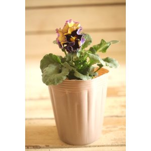 画像: 【1点もの】2025NEW!! МFFさんオリジナル!! フリルパンジーモアナ『レモーナ』 ★ver.17★