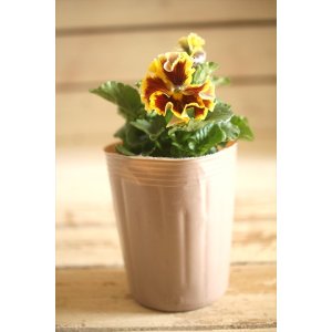 画像: 【1点もの】2025NEW!! МFFさんオリジナル!! フリルパンジーモアナ『レモーナ』 ★ver.15★