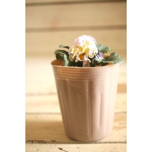 画像: 【1点もの】2025NEW!! МFFさんオリジナル!! フリルパンジーモアナ『レモーナ』 ★ver.16★