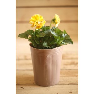 画像: 【1点もの】2025NEW!! МFFさんオリジナル!! フリルパンジーモアナ『レモーナ』 ★ver.22★