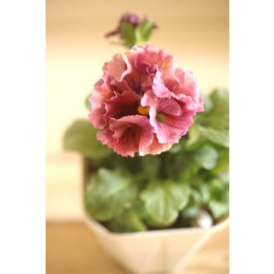 画像: フリンジ咲きパンジーローヴドゥアントワネット『ロココ』 ★1点もの ver.75★