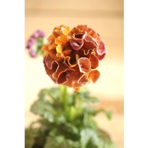 画像: フリンジ咲きパンジーローヴドゥアントワネット『ロココ』 ★1点もの ver.76★