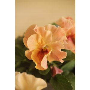 画像: 【１点もの】植田さんご夫婦育種！ フリルパンジー『春マンボー』◆ver.１８◆