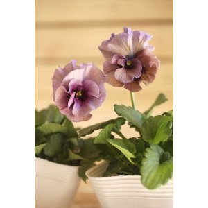 画像: 2025NEW!! 北島園芸さんオリジナル！ アンティークビオラ『ふんわりフリル（仮）』*パープル系*