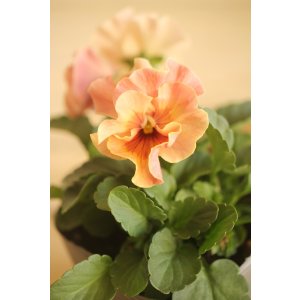 画像: 【１点もの】植田さんご夫婦育種！ フリルパンジー『春マンボー』◆ver.１９◆