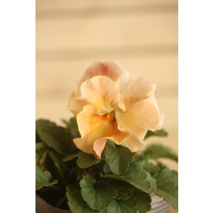 画像: 【１点もの】植田さんご夫婦育種！ フリルパンジー『春マンボー』◆ver.１７◆