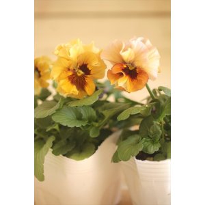 画像: 2025NEW!! 北島園芸さんオリジナル！ アンティークビオラ『ふんわりフリル（仮）』*イエローブラウン系*