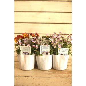 画像: 【６株セット】ビオレッタ『ミニョンズ・ダンサーズハイ・ルーキーズ』 