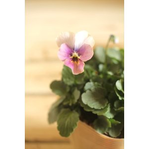 画像: 【１点もの】ビオラエボルベ　◆ver.２９◆