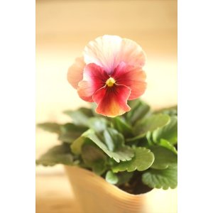 画像: 【１点もの】ビオラエボルベ　◆ver.１８◆