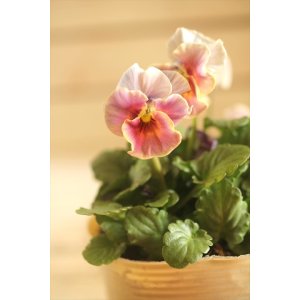 画像: 【１点もの】ビオラエボルベ　◆ver.１５◆