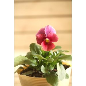 画像: 【１点もの】ビオラエボルベ　◆ver.１４◆