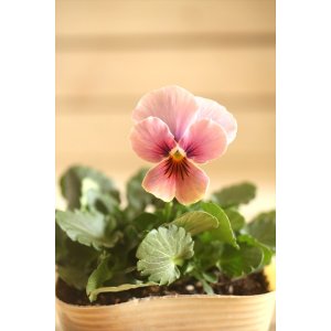 画像: 【１点もの】ビオラエボルベ　◆ver.３◆