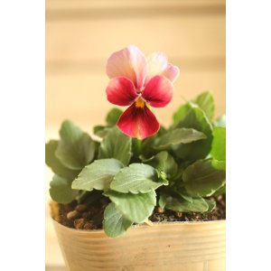 画像: 【１点もの】ビオラエボルベ　◆ver.６◆