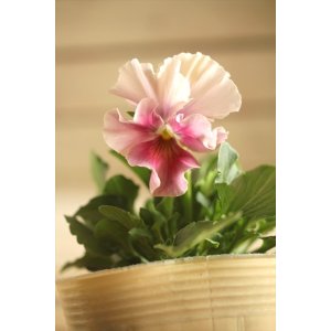 画像: 【１点もの】ビオラエボルベ　◆ver.３１◆