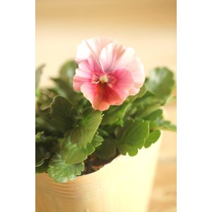 画像: 【１点もの】ビオラエボルベ　◆ver.１７◆