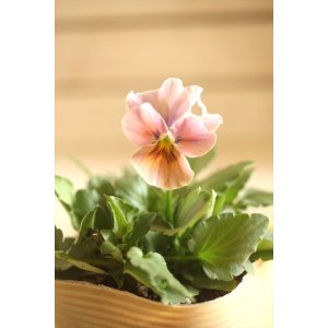 画像: 【１点もの】ビオラエボルベ　◆ver.８◆