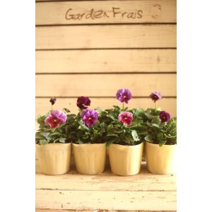 画像: 【８株セット】ビオラエボルベ『パープル系』◆ver.２◆