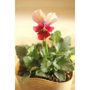 画像: 【１点もの】ビオラエボルベ　◆ver.３４◆