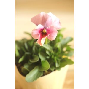 画像: 【１点もの】ビオラエボルベ　◆ver.２７◆