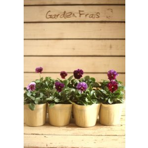 画像: 【８株セット】ビオラエボルベ『パープル系』◆ver.１◆