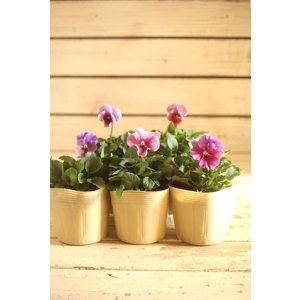 画像: 【５株セット】ビオラエボルベ『パープル系』◆ver.３◆