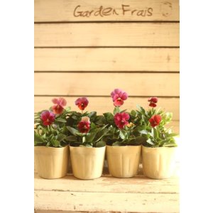 画像: 【８株セット】ビオラエボルベ『レッド系』◆ver.１◆