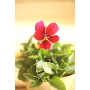 画像: 【１点もの】ビオラエボルベ　◆ver.３３◆