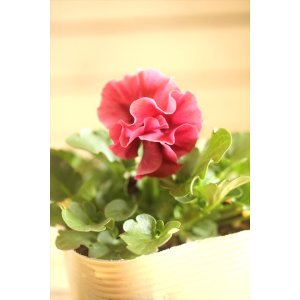 画像: 【１点もの】ビオラエボルベ　◆ver.２２◆