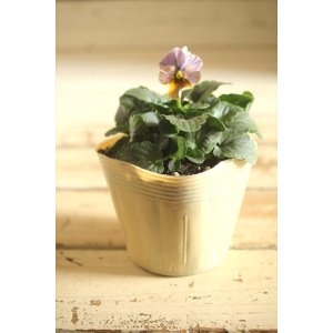 画像: 【１点もの】ビオラエボルベ　◆ver.３５◆