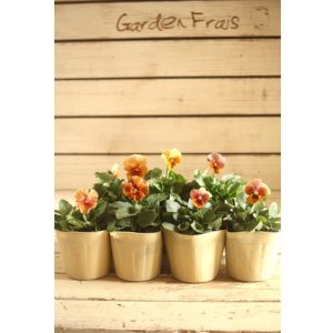 画像: 【7株セット】ビオラエボルベ『オレンジブラウン系』◆ver.1◆